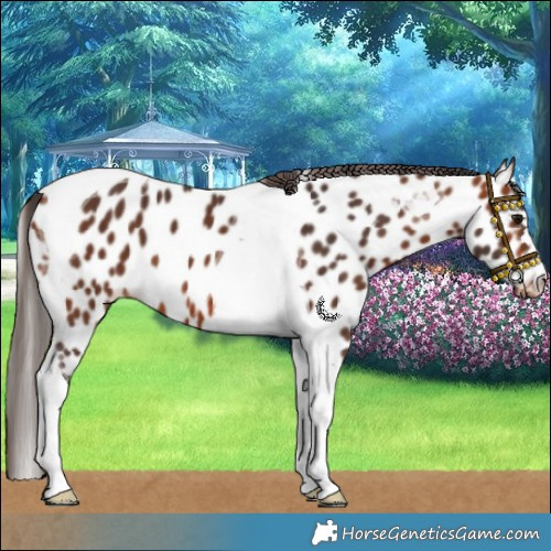 Horse Color:Bay Tobiano Skewed Appaloosa 