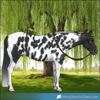 Horse Color:Black Tobiano Skewed LP Spotted 