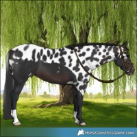 Horse Color:Brown Skewed LP Spotted 
