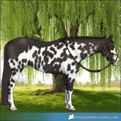 Horse Color:Liver Chestnut Skewed Appaloosa 