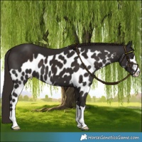 Horse Color:Liver Chestnut Skewed LP Spotted 