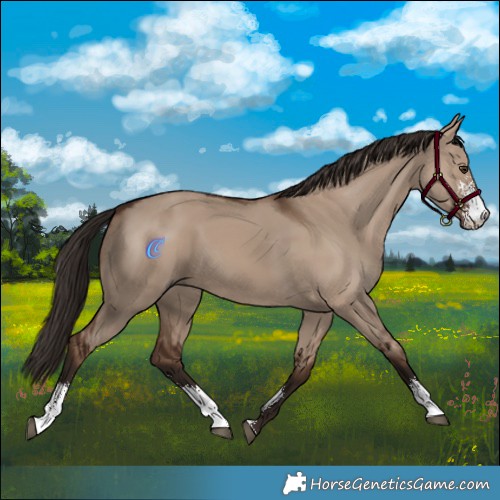 Horse Color:Liver Red Dun Sabino 