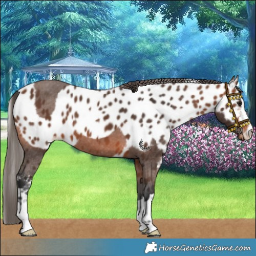 Horse Color:Bay Skewed Appaloosa 