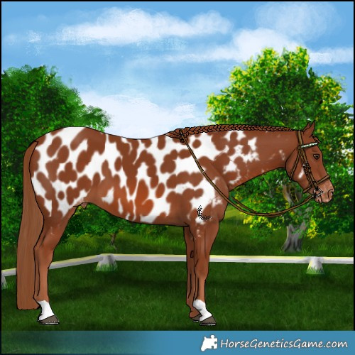 Horse Color:Chestnut Near Leopard 