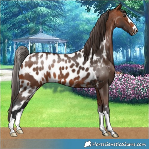 Horse Color:Bay Skewed LP Spotted 