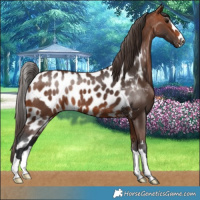 Horse Color:Bay Skewed LP Spotted 