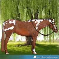 Horse Color:Chestnut Skewed LP Spotted 