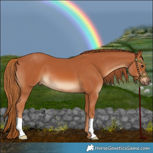 Horse Color:Chestnut 
