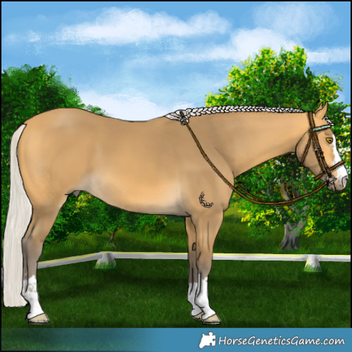 Horse Color:Silver Buckskin 