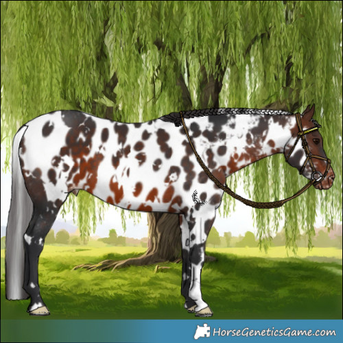 Horse Color:White Spotted Brown Skewed Appaloosa 