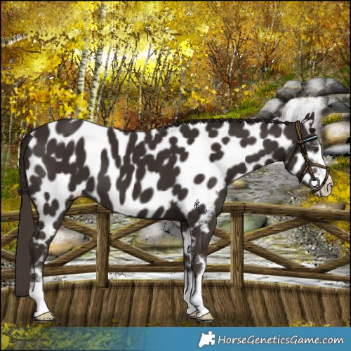 Horse Color:Liver Chestnut Near Leopard 