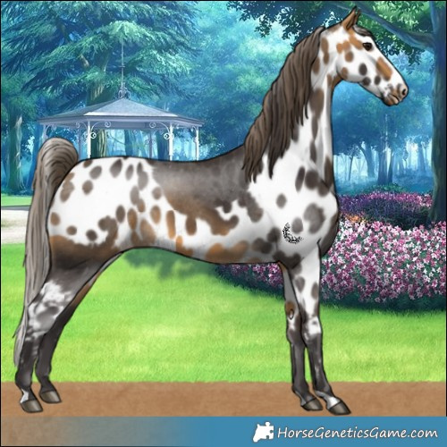 Horse Color:Buckskin Skewed Appaloosa 