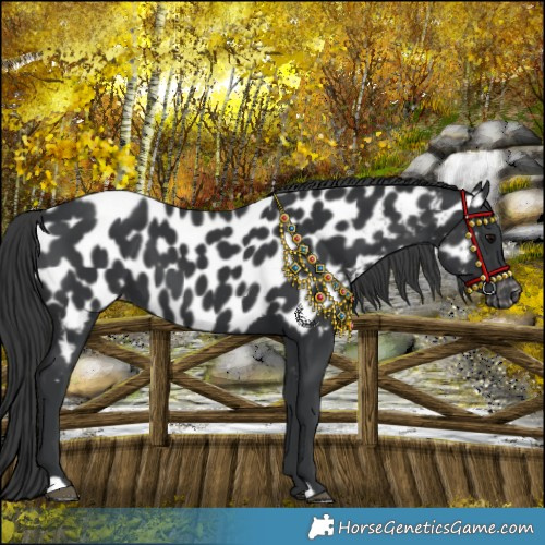 Horse Color:Black Appaloosa 
