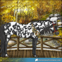 Horse Color:Black Near Leopard 