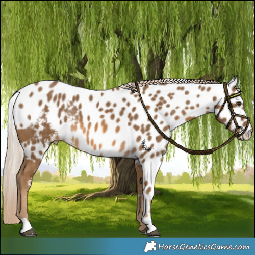Horse Color:Chocolate Palomino Skewed Appaloosa Rabicano 