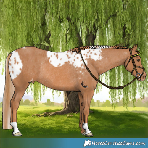 Horse Color:Chestnut Skewed Appaloosa Rabicano