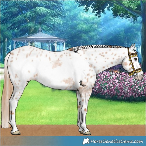 Horse Color:Red Roan Frame Skewed Appaloosa 