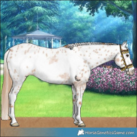 Horse Color:Red Roan Frame Skewed LP Spotted