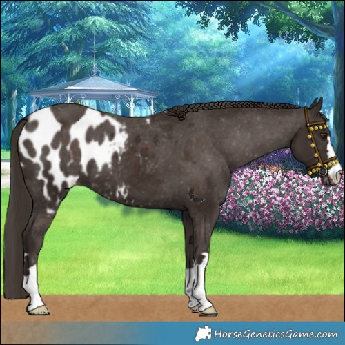 Horse Color:Liver Chestnut Skewed LP Spotted 