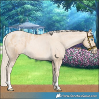 Horse Color:Palomino Pearl Skewed LP Spotted Rabicano