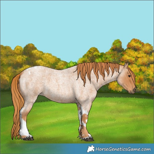 Horse Color:Red Roan Tobiano 