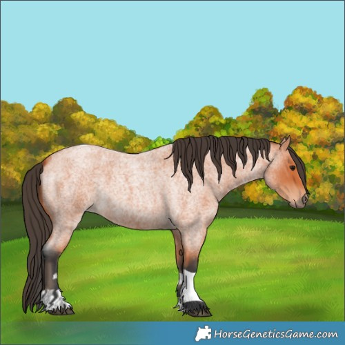 Horse Color:Bay Roan Tobiano 