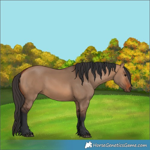 Horse Color:Bay Dun 