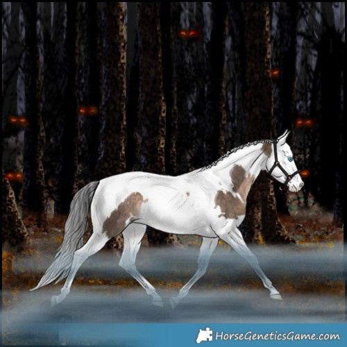 Horse Color:White Spotted Brown Dun Splash Tobiano Rabicano 