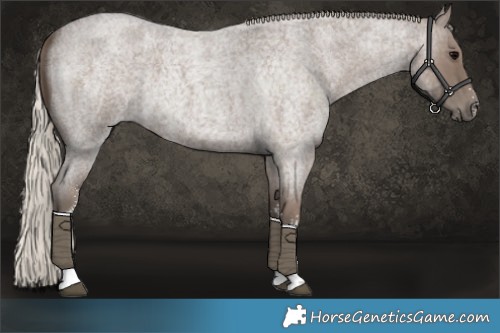 Horse Color:Silver Blue Roan Sabino 