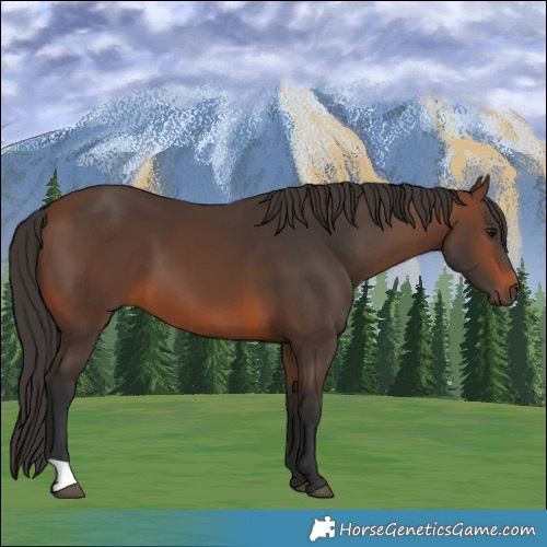 Horse Color:Brown 