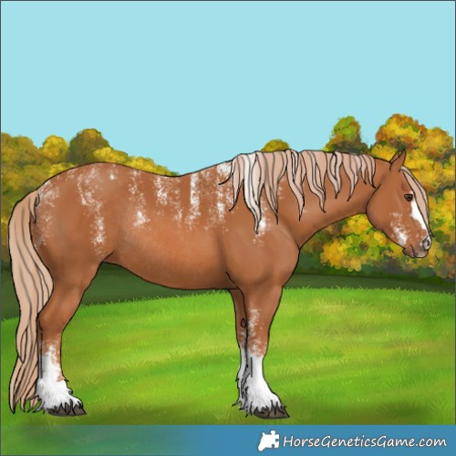 Horse Color:Powder White Chestnut Rabicano 