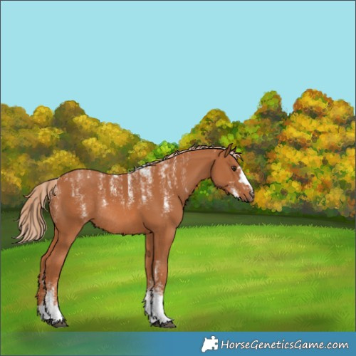 Horse Color:Powder White Chestnut Rabicano 