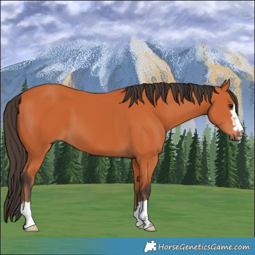 Horse Color:Bay 