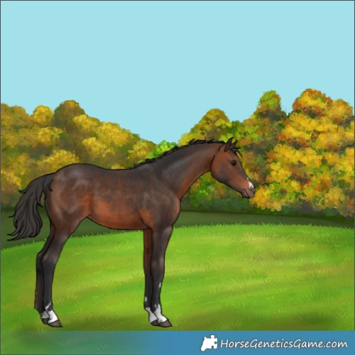 Horse Color:Brown 