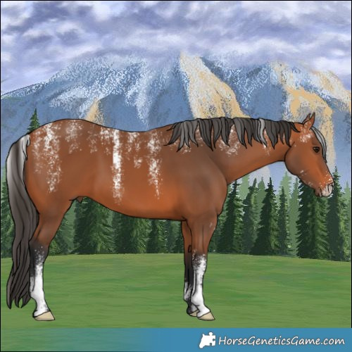 Horse Color:Powder White Bay 