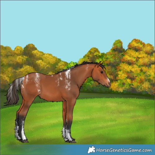 Horse Color:Powder White Bay 