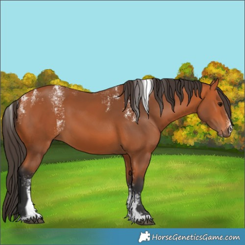 Horse Color:Powder White Bay 