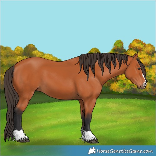 Horse Color:Bay 