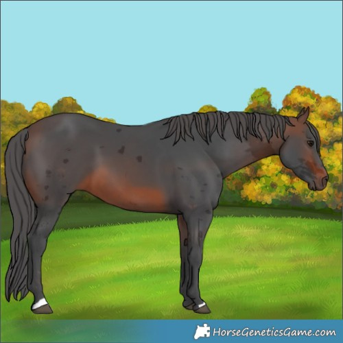 Horse Color:Brown Merle 