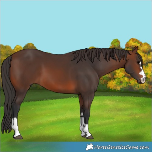 Horse Color:Brown 