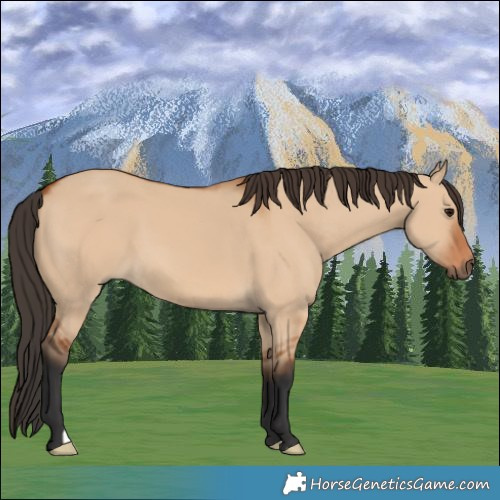 Horse Color:Bay Dun 