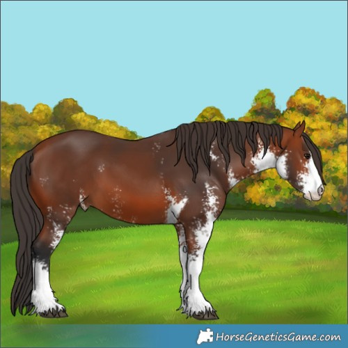 Horse Color:Bay Sabino 