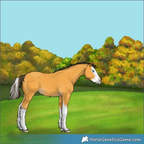 Horse Color:Buckskin Splash 