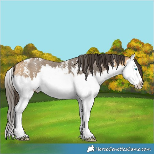 Horse Color:Buckskin Sabino Splash 