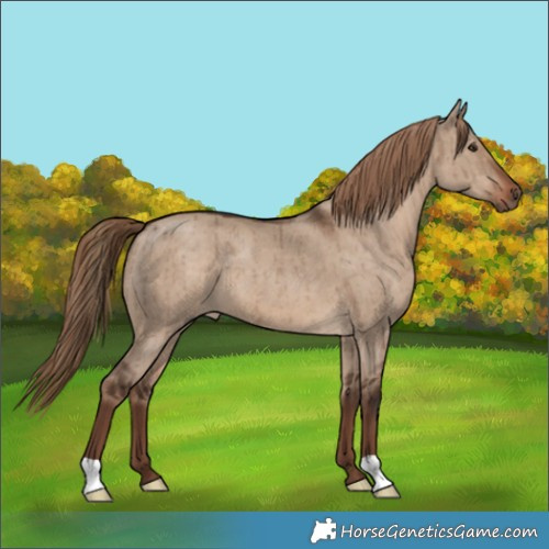 Horse Color:Liver Red Dun Brindle 