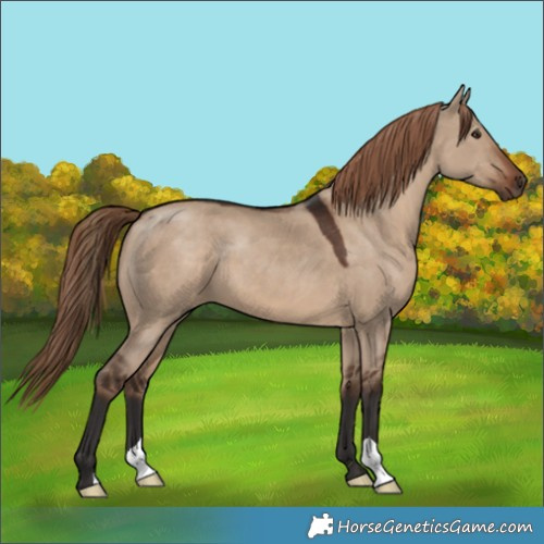 Horse Color:Liver Red Dun