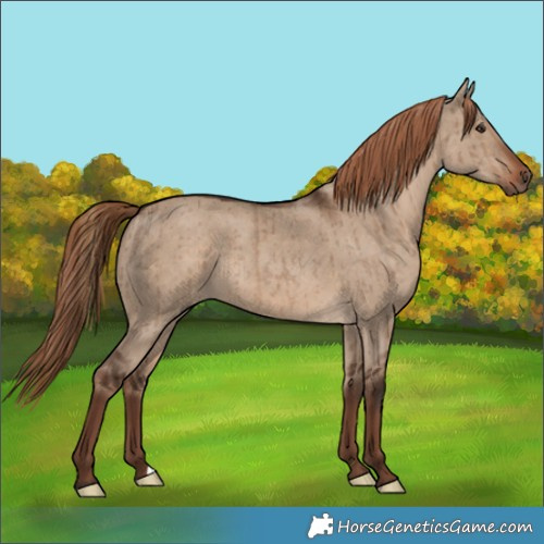 Horse Color:Liver Red Dun Brindle 