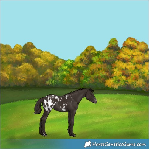 Horse Color:Liver Chestnut Appaloosa 