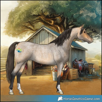 Horse Color:Buckskin Roan 