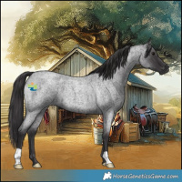 Horse Color:Smoky Blue Roan